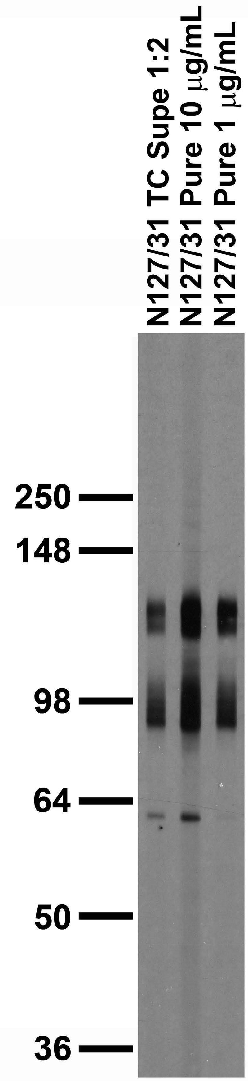Adult rat brain membrane (RBM) immunoblot.