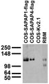 Adult RBM and transfected cell immunoblot: extracts of RBM and COS cells transiently transfected with Flag-tagged SAPAP1, SAPAP4 or untagged Kv2.1 plasmids and probed with N127/31 TC supe.