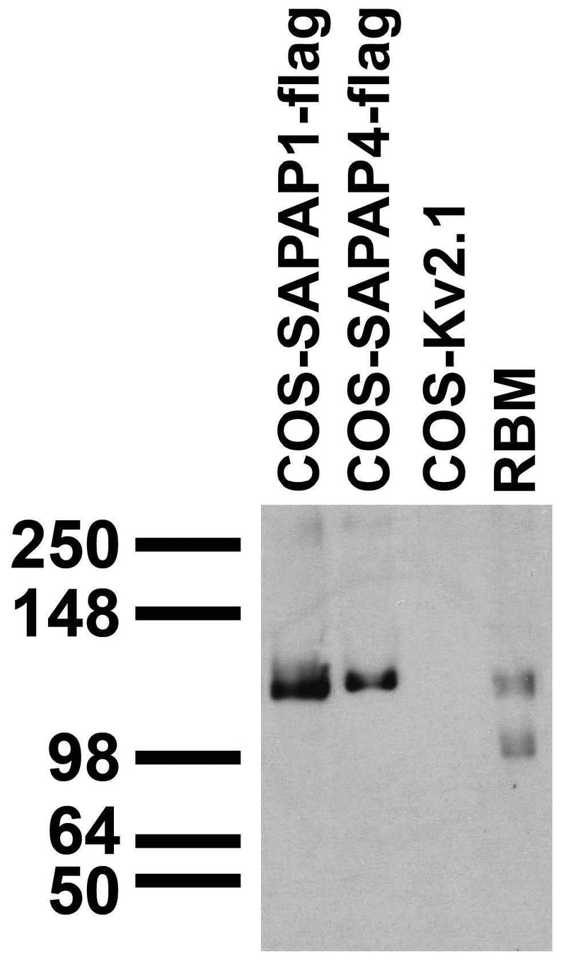 Adult RBM and transfected cell immunoblot: extracts of RBM and COS cells transiently transfected with Flag-tagged SAPAP1, SAPAP4 or untagged Kv2.1 plasmids and probed with N127/31 TC supe.