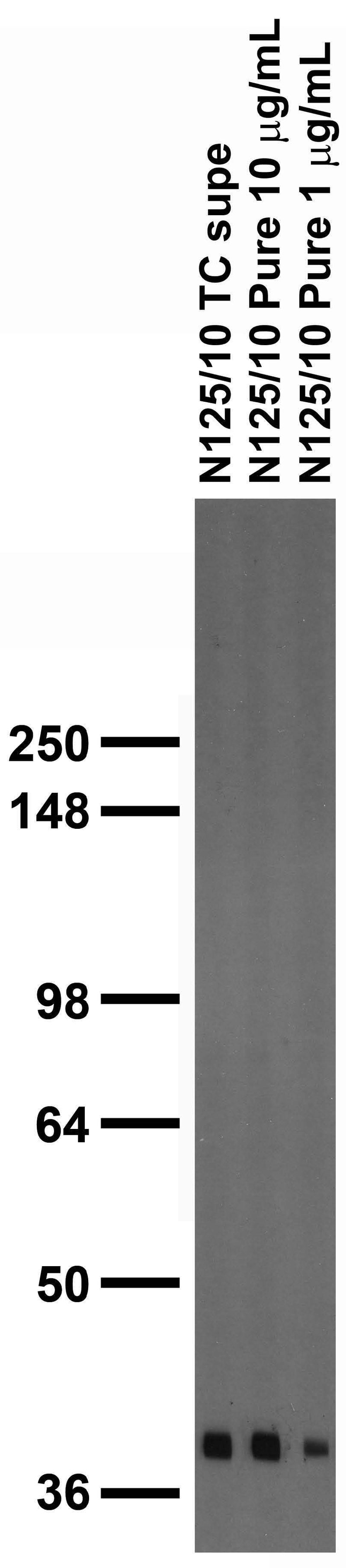 Adult rat brain membrane immunoblot.