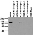 Adult mouse brain membrane (MBM) and transfected cell immunoblot: extracts of MBM and COS cells transiently transfected with Neuroligin-1, -2, -3, -4 and -4* plasmids and probed with N110/29 TC supe. Data courtesy of Marc Bolliger and Tom Sudhof, UTSW (now at Stanford).