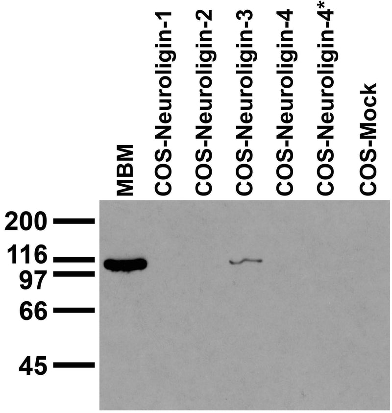 Adult mouse brain membrane (MBM) and transfected cell immunoblot: extracts of MBM and COS cells transiently transfected with Neuroligin-1, -2, -3, -4 and -4* plasmids and probed with N110/29 TC supe. Data courtesy of Marc Bolliger and Tom Sudhof, UTSW (now at Stanford).