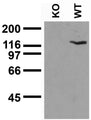 Adult mouse brain immunoblot: extracts of brains from Neuroligin-3 wild-type (WT) and knockout (KO) mice were probed with N110/29 TC supe. Data courtesy of Marc Bolliger and Tom Sudhof, UTSW (now at Stanford).