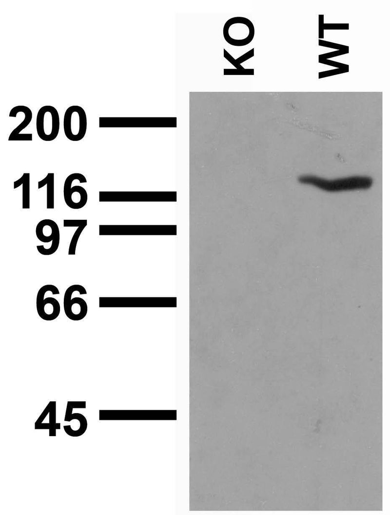 Adult mouse brain immunoblot: extracts of brains from Neuroligin-3 wild-type (WT) and knockout (KO) mice were probed with N110/29 TC supe. Data courtesy of Marc Bolliger and Tom Sudhof, UTSW (now at Stanford).