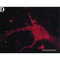 Surface immunofluorescence (no detergent permeabilization) of cultured rat hippocampal neuron transfected with HA-tagged Kv2.1 plasmid. Red = K39/25. Scale bar = 20 m. Reproduced from 2000 Lim et al Neuron (PMID 10719893).