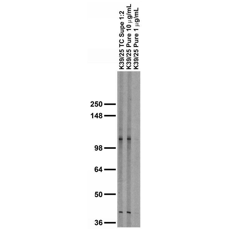 Adult rat brain membrane immunoblot 