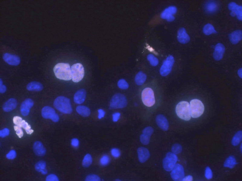 Transfected cell immunofluorescence: COS cells expressing Myc-tagged human Haspin. Red = rabbit anti-Myc, Green = N128A/2, Blue = Hoechst nuclear stain.