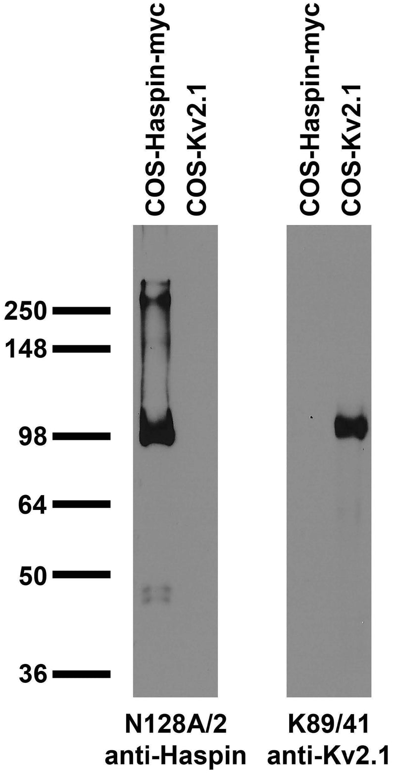 Transfected cell immunoblot: extracts of COS cells transfected with Myc- tagged human Haspin and untagged Kv2.1 plasmids and probed with N128A/2 (left) and K89/41 (right) tissue culture supernatant.