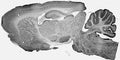 Adult rat brain immunohistochemistry.