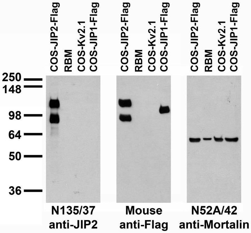Tissue and transfected cell immunoblot: extracts of adult rat brain membrane RBM and COS cells transiently transfected with Flag- tagged JIP-1, JIP-2 or untagged Kv2.1 plasmid and probed with N135/37 (left), mouse anti-Flag (middle) and N52A/42 (right).