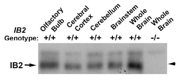Immunoblot versus extracts from various WT (+/+) and IB2 KO (-/-) mouse brain regions probed with N135/37. Data courtesy of Mitchell Goldfarb (Hunter College) and reproduced with permission from the Journal of Neuroscience (2010 Giza et al, PMID 21048139).