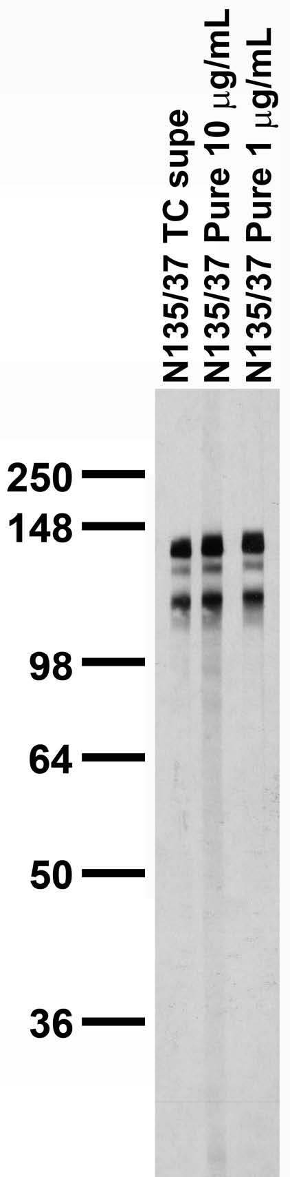 Adult rat brain membrane immunoblot.
