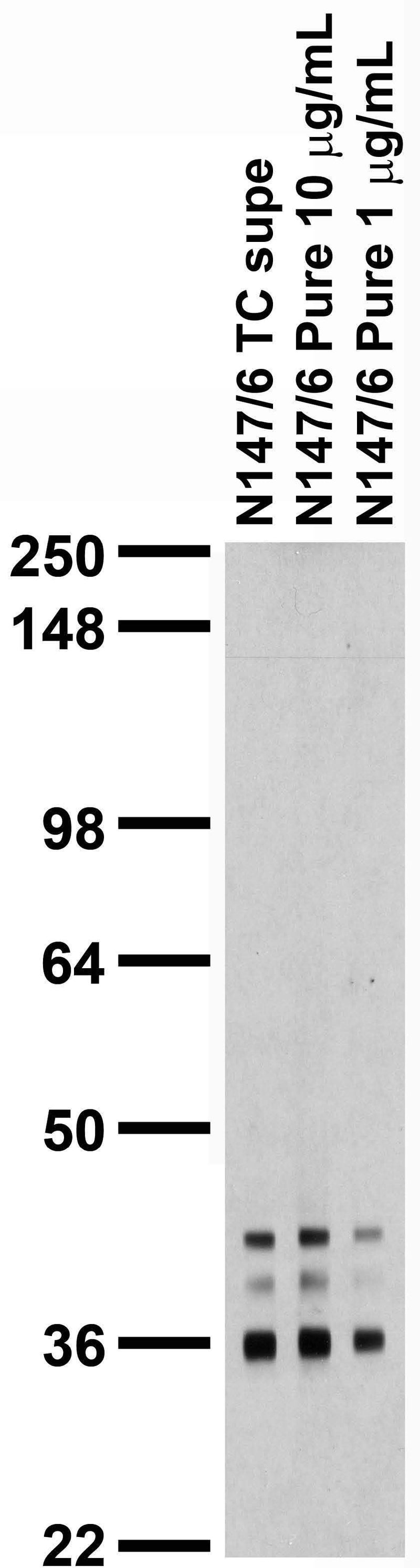 Adult rat brain immunoblot.