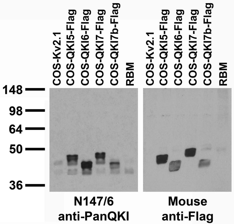 Adult rat brain membrane (RBM) and transfected cell immunoblot: extracts of RBM and COS cells transiently transfected with Flag-tagged QKI-5, QKI-6, QKI-7 and QKI-7b or untagged Kv2.1 plasmids and probed with N147/6 (left) and mouse anti-Flag (right).