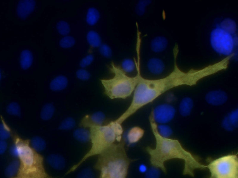 Immunofluorescence of COS cells expressing 6xHis/Myc-tagged human VDAC1. Green = N144/14, red = Rabbit anti-Myc, blue = Hoechst nuclear stain.