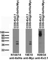 Immunoblot against extracts of COS cells transiently transfected with 6xHis/Myc-tagged Olig2 or untagged Kv2.1 plasmid probed with N144/14 (left), 19E10 (middle) or K89/34 (right) TC supe.