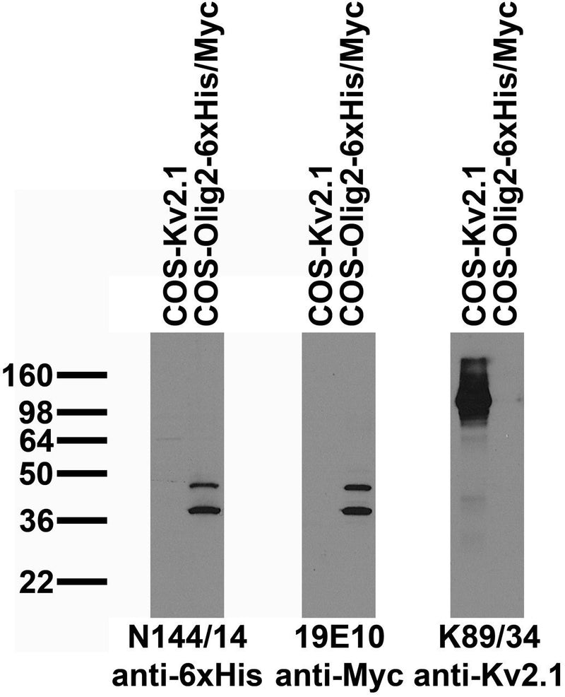 Immunoblot against extracts of COS cells transiently transfected with 6xHis/Myc-tagged Olig2 or untagged Kv2.1 plasmid probed with N144/14 (left), 19E10 (middle) or K89/34 (right) TC supe.