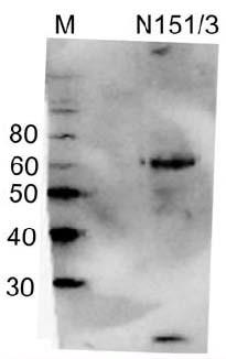 Cerebellar lysate immunoblot probed with N151/3 (3 mg/mL).
