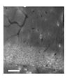 Hippocampus immunohistochemistry with N151/3 (5 mg/mL).