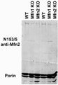 Immunoblot versus crude cardiac mitochondrial preps from WT, Mfn1 KO or Mfn2 KO mice and probed with N153/5 TC supe (top) and Porin antibody (bottom). Data courtesy of Dr. Suzanne Hoppins, Dr. Laura Lackner and Dr. Jodi Nunnari, UCDavis.