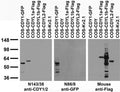 Transfected cell immunoblot: extracts of COS cells transiently transfected with GFP-tagged CDY1, HA- and Flag- tagged CDYL1 and CDYL2 and untagged Kv2.1 plasmids and probed with N143/38 (left panel), anti-Flag (middle panel) and K89/34 (right panel) TC supe.