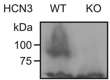 Immunoblot versus lysates of total brain from HCN3 knockout (KO) and wild-type (WT) mice probed with N141/28. Data courtesy of Martin Biel (Ludwig-Maximilians Universität München) and reproduced from the Journal of Biological Chemistry (2013 Cao-Ehlker et al, PMID 23382386).