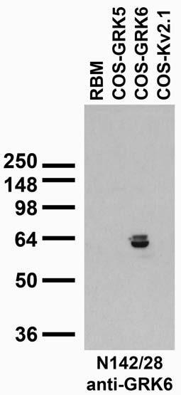 Adult rat brain membrane (RBM) and transfected cell immunoblot: extracts of RBM and COS cells transiently transfected with untagged GRK5, GRK6 and Kv2.1 plasmids and probed with N142/28 TC supe.