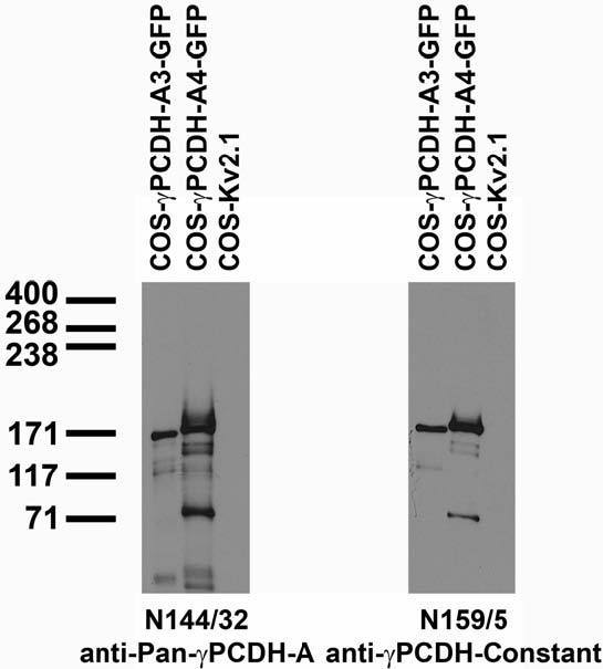 Transfected cell immunoblot: extracts of COS cells transiently transfected with GFP-tagged Gamma protocadherin-A3 and -A4 and untagged Kv2.1 plasmids and probed with N144/32 (left) and N159/5 (right) TC supe.