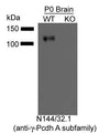 Immunoblot versus brain samples from WT and Gamma- protocadherin KO mice. Data courtesy of Joshua Weiner, University of Iowa.