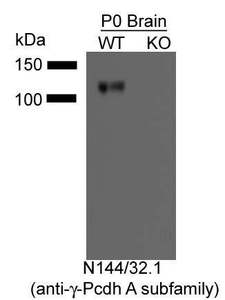 Immunoblot versus brain samples from WT and Gamma- protocadherin KO mice. Data courtesy of Joshua Weiner, University of Iowa.