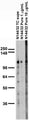 Adult rat brain membrane immunoblot.