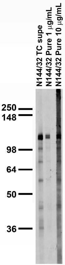 Adult rat brain membrane immunoblot.