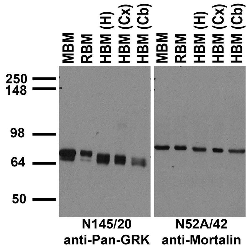 Immunoblot against crude membrane fractions from whole mouse (MBM) or rat (RBM) brain and from human hippocampus [HBM(H)], cerebral cortex [HBM(Cx)] or cerebellum [HBM(Cb)] and probed with N145/20 (left) or N52A/42 (right) TC supe.