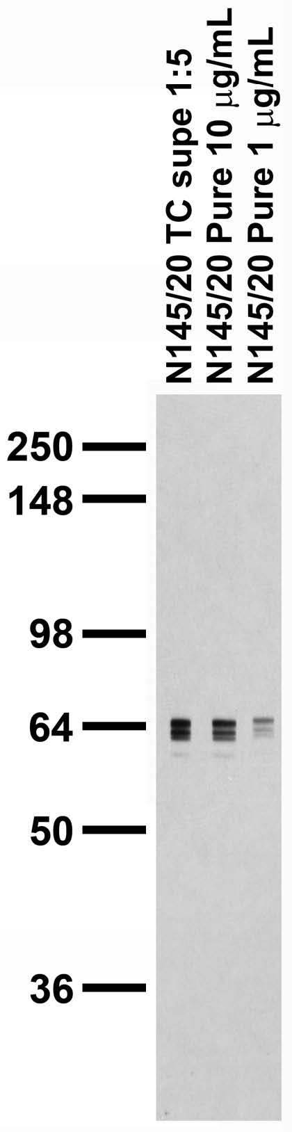 Adult rat brain membrane immunoblot.