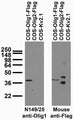 Transfected cell immunoblot: extracts of COS cells transiently transfected with Flag-tagged Olig1, Olig2 and untagged Kv2.1 plasmids and probed with N149/25 TC supe (left) and mouse anti-Flag (right.