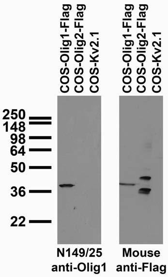 Transfected cell immunoblot: extracts of COS cells transiently transfected with Flag-tagged Olig1, Olig2 and untagged Kv2.1 plasmids and probed with N149/25 TC supe (left) and mouse anti-Flag (right.