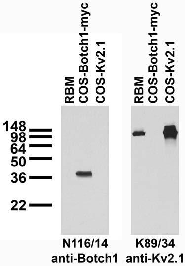Adult rat brain membrane (RBM) and transfected cell immunoblot: extracts of RBM and COS cells transiently transfected with Myc- tagged Botch1 and untagged Kv2.1 plasmids and probed with N116/14 (left panel) and K89/34 (right panel) TC supe.