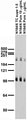 Adult rat brain membrane immunoblot.