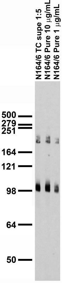 Adult rat brain membrane immunoblot.