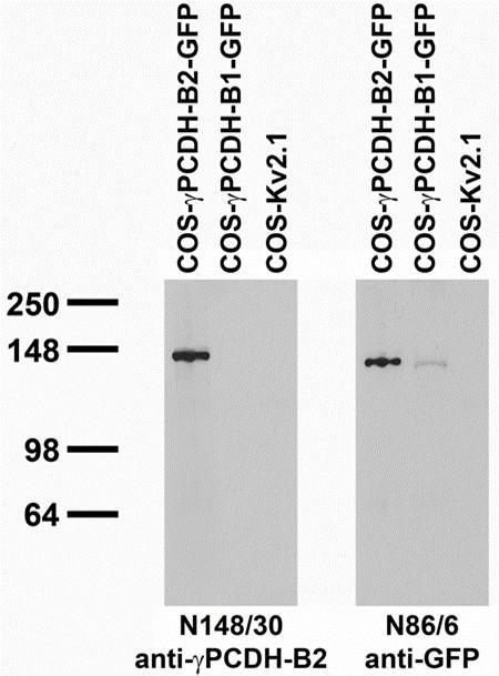 Transfected cell immunoblot: extracts of COS cells transiently transfected with GFP-tagged Gamma-protocadherin-B2 and -B1 and untagged Kv2.1 plasmids and probed with N148/30 (left) and N86/6 (right) TC supe.