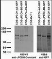 Transfected cell immunoblot: extracts of COS cells transiently transfected with GFP-tagged Gamma- protocadherin-A3, -B2 and -C4 and untagged Kv2.1 plasmids and probed with N159/5 (left) and N86/8 (right) TC supe.