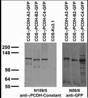 Transfected cell immunoblot: extracts of COS cells transiently transfected with GFP-tagged Gamma- protocadherin-A3, -B2 and -C4 and untagged Kv2.1 plasmids and probed with N159/5 (left) and N86/8 (right) TC supe.