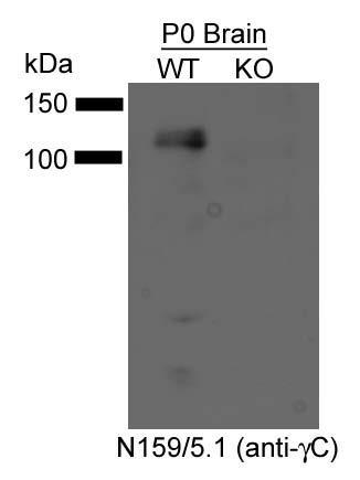 And immunoblot versus brain samples from WT and Gamma-protocadherin KO mice with N159/5 TC supe. Data courtesy of Joshua Weiner, University of Iowa.