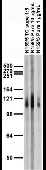 Adult rat brain membrane immunoblot.