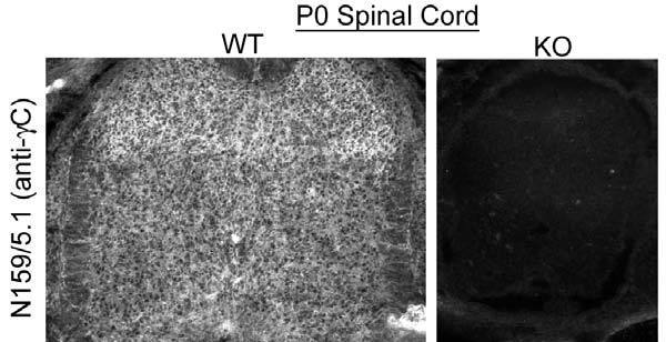 Immunostaining of spinal cord samples from WT and Gamma-protocadherin KO mice with N159/5 TC supe. Data courtesy of Joshua Weiner, University of Iowa.