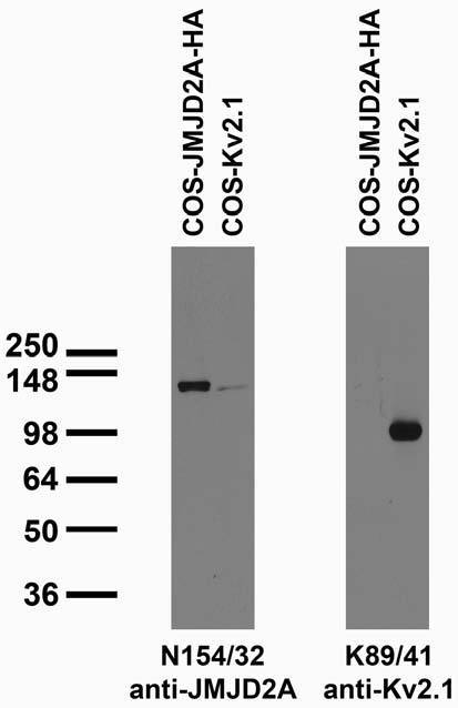 Transfected cell immunoblot: extracts of COS cells transiently transfected with HA-tagged JMJD2A and untagged Kv2.1 plasmids and probed with N154/32 (left) and K89/41 (right).