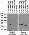 Transfected cell immunoblot: extracts of COS cells transiently transfected with Flag-tagged QKI-5, QKI-6, QKI-7 and QKI-7b and untagged Kv2.1 plasmids and probed with N182/17 (left) and mouse anti-Flag (right.