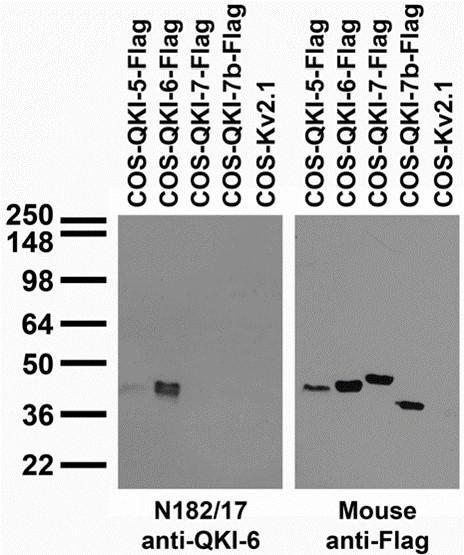 Transfected cell immunoblot: extracts of COS cells transiently transfected with Flag-tagged QKI-5, QKI-6, QKI-7 and QKI-7b and untagged Kv2.1 plasmids and probed with N182/17 (left) and mouse anti-Flag (right.