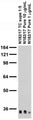 Adult rat brain membrane immunoblot.