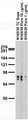 Adult rat brain membrane immunoblot.
